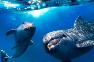 30 Zanimljivih činjenica o delfinima 30 Zanimljivih činjenica o delfinima